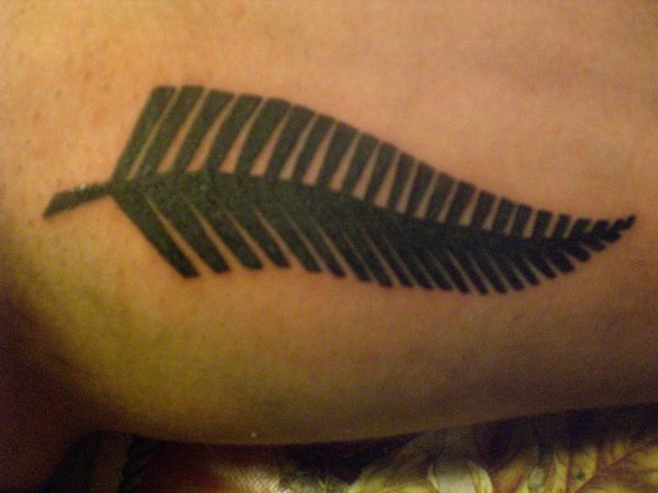 Alessandro - Silver fern
