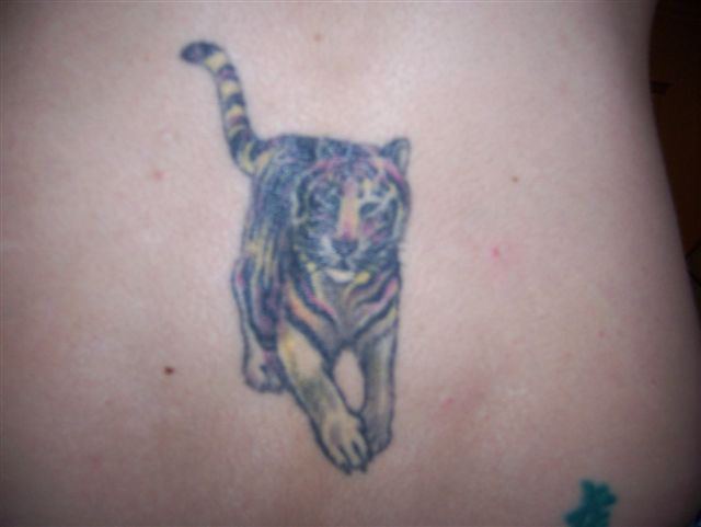 Jenna - tiger