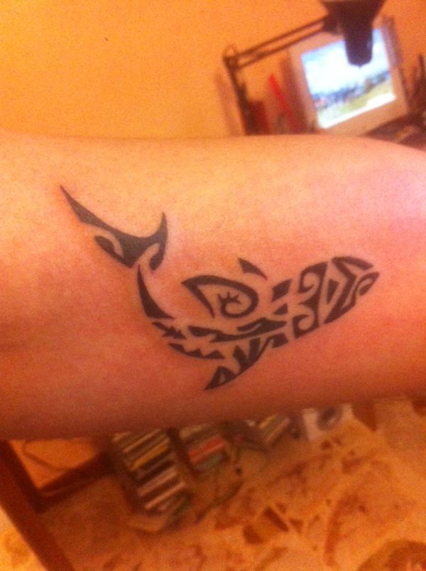 Lorenzo - Shark