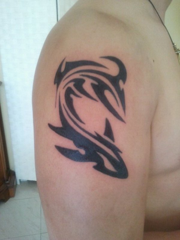 Lory - Shark