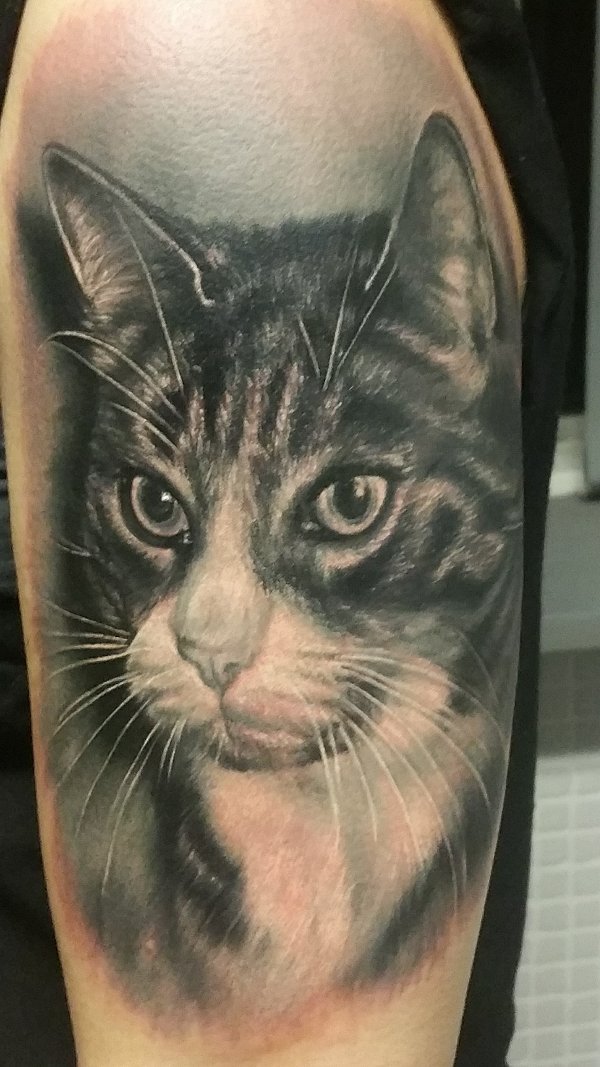 Sonja - Cat