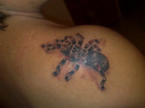 Angelo - tarantula: real inked placement tattoo photo thumbnail